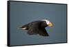 Tufted Puffin, Katmai National Park, Alaska-Paul Souders-Framed Stretched Canvas
