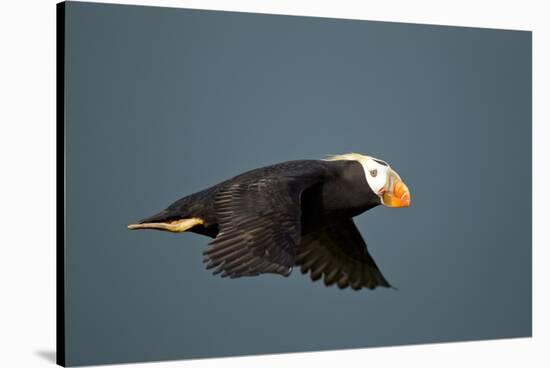 Tufted Puffin, Katmai National Park, Alaska-Paul Souders-Stretched Canvas