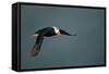 Tufted Puffin, Katmai National Park, Alaska-Paul Souders-Framed Stretched Canvas