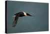 Tufted Puffin, Katmai National Park, Alaska-Paul Souders-Stretched Canvas