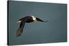 Tufted Puffin, Katmai National Park, Alaska-Paul Souders-Stretched Canvas