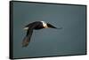 Tufted Puffin, Katmai National Park, Alaska-Paul Souders-Framed Stretched Canvas