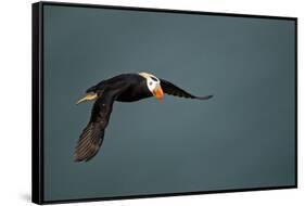 Tufted Puffin, Katmai National Park, Alaska-Paul Souders-Framed Stretched Canvas