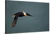 Tufted Puffin, Katmai National Park, Alaska-Paul Souders-Stretched Canvas