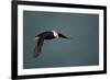 Tufted Puffin, Katmai National Park, Alaska-Paul Souders-Framed Photographic Print