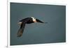 Tufted Puffin, Katmai National Park, Alaska-Paul Souders-Framed Photographic Print