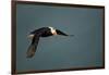 Tufted Puffin, Katmai National Park, Alaska-Paul Souders-Framed Photographic Print