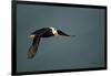 Tufted Puffin, Katmai National Park, Alaska-Paul Souders-Framed Photographic Print