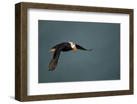 Tufted Puffin, Katmai National Park, Alaska-Paul Souders-Framed Photographic Print