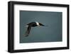 Tufted Puffin, Katmai National Park, Alaska-Paul Souders-Framed Photographic Print