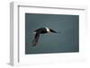 Tufted Puffin, Katmai National Park, Alaska-Paul Souders-Framed Photographic Print