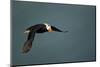 Tufted Puffin, Katmai National Park, Alaska-Paul Souders-Mounted Photographic Print