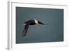 Tufted Puffin, Katmai National Park, Alaska-Paul Souders-Framed Photographic Print