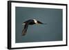 Tufted Puffin, Katmai National Park, Alaska-Paul Souders-Framed Photographic Print