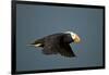 Tufted Puffin, Katmai National Park, Alaska-Paul Souders-Framed Photographic Print