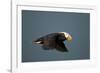 Tufted Puffin, Katmai National Park, Alaska-Paul Souders-Framed Photographic Print