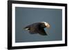 Tufted Puffin, Katmai National Park, Alaska-Paul Souders-Framed Photographic Print