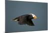 Tufted Puffin, Katmai National Park, Alaska-Paul Souders-Mounted Photographic Print