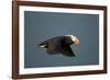 Tufted Puffin, Katmai National Park, Alaska-Paul Souders-Framed Photographic Print