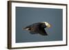 Tufted Puffin, Katmai National Park, Alaska-Paul Souders-Framed Photographic Print