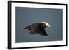 Tufted Puffin, Katmai National Park, Alaska-Paul Souders-Framed Photographic Print