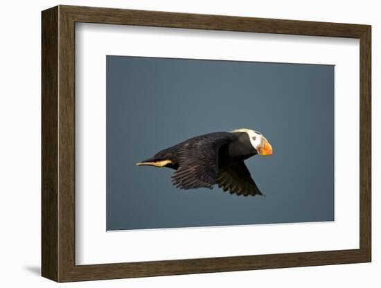 Tufted Puffin, Katmai National Park, Alaska-Paul Souders-Framed Photographic Print