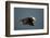 Tufted Puffin, Katmai National Park, Alaska-Paul Souders-Framed Photographic Print