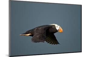 Tufted Puffin, Katmai National Park, Alaska-Paul Souders-Mounted Photographic Print