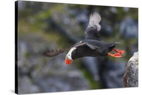 Tufted Puffin on Kolyuchin Island, once an important Russian Polar Research Station, Bering Sea-Keren Su-Stretched Canvas