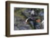 Tufted Puffin on Kolyuchin Island, once an important Russian Polar Research Station, Bering Sea-Keren Su-Framed Photographic Print