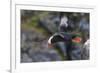 Tufted Puffin on Kolyuchin Island, once an important Russian Polar Research Station, Bering Sea-Keren Su-Framed Photographic Print