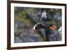 Tufted Puffin on Kolyuchin Island, once an important Russian Polar Research Station, Bering Sea-Keren Su-Framed Photographic Print