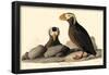 Tufted Puffin-null-Framed Poster