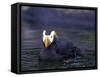 Tufted Puffin-Adam Jones-Framed Stretched Canvas