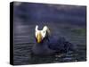 Tufted Puffin-Adam Jones-Stretched Canvas