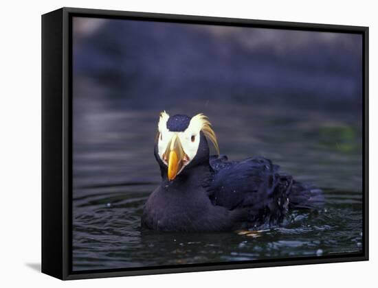 Tufted Puffin-Adam Jones-Framed Stretched Canvas