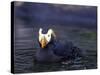 Tufted Puffin-Adam Jones-Stretched Canvas