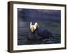 Tufted Puffin-Adam Jones-Framed Photographic Print