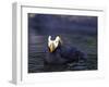 Tufted Puffin-Adam Jones-Framed Photographic Print