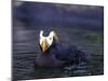 Tufted Puffin-Adam Jones-Mounted Photographic Print