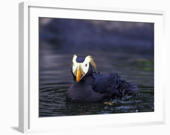 Tufted Puffin-Adam Jones-Framed Photographic Print