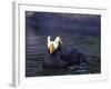 Tufted Puffin-Adam Jones-Framed Photographic Print