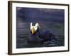 Tufted Puffin-Adam Jones-Framed Photographic Print