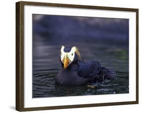 Tufted Puffin-Adam Jones-Framed Photographic Print