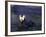 Tufted Puffin-Adam Jones-Framed Photographic Print