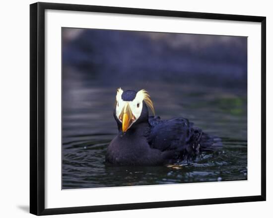 Tufted Puffin-Adam Jones-Framed Photographic Print