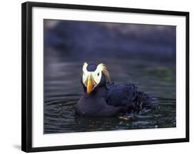 Tufted Puffin-Adam Jones-Framed Photographic Print