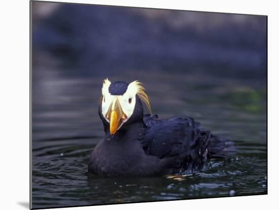 Tufted Puffin-Adam Jones-Mounted Photographic Print