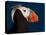 Tufted Puffin-Alfred Forns-Stretched Canvas