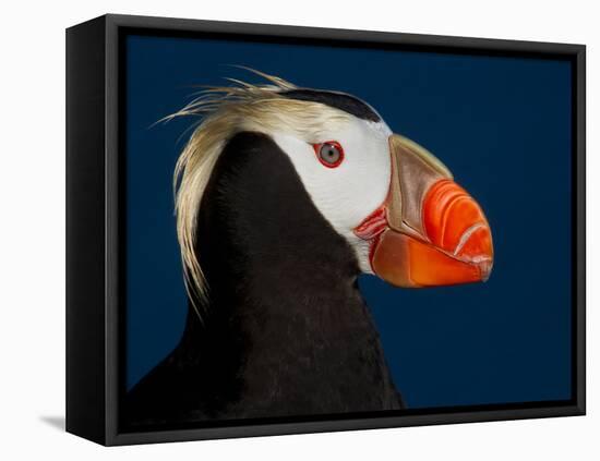 Tufted Puffin-Alfred Forns-Framed Stretched Canvas